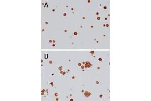 Image no. 1 for anti-Toll-Like Receptor 4 (TLR4) (AA 418-435) antibody (ABIN208630) (TLR4 抗体  (AA 418-435))