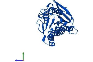 Protein Structure (PS) image for Quinoid Dihydropteridine Reductase (QDPR) (AA 1-241) protein (His tag) (ABIN7558929)