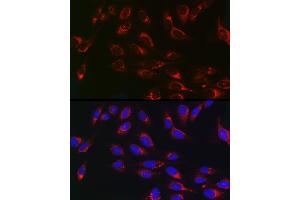 Immunofluorescence (IF) image for anti-Prosaposin (PSAP) (AA 60-310) antibody (ABIN3022606)
