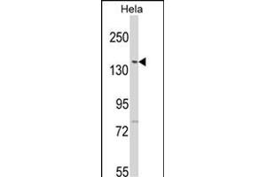 Western blot analysis of LTK2 N-term (ABIN391208 and ABIN2841288) in Hela cell line lysates (35 μg/lane). (LMTK2 抗体  (N-Term))