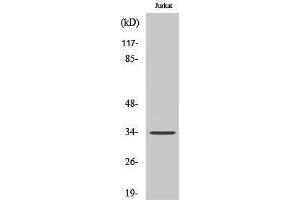 Western Blotting (WB) image for anti-Carbonic Anhydrase XIV (CA14) (Internal Region) antibody (ABIN3174115) (CA14 抗体  (Internal Region))