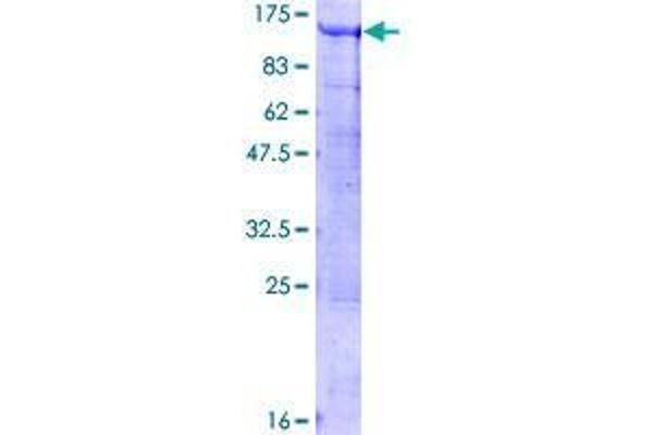 BCAS3 Protein (AA 1-913) (GST tag)
