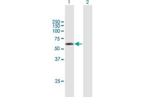 Western Blot analysis of TSEN2 expression in transfected 293T cell line by TSEN2 MaxPab polyclonal antibody. (TSEN2 抗体  (AA 1-465))