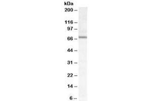 Western blot testing of mouse NIH3T3 cell lysate with DACH2 antibody at 0. (DACH2 抗体)