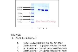 Gel Scan of Apotransferrin, Human Plasma  This information is representative of the product ART prepares, but is not lot specific.