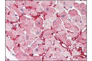 Image no. 3 for anti-Glutamic-Oxaloacetic Transaminase 1, Soluble (Aspartate Aminotransferase 1) (GOT1) (Internal Region) antibody (ABIN372773) (GOT1 抗体  (Internal Region))