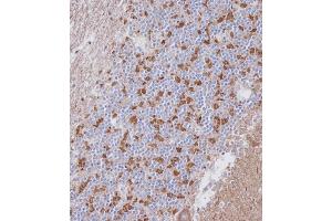 Immunohistochemical analysis of A on paraffin-embedded Human cerebellum tissue. (PAK7 抗体  (AA 168-198))