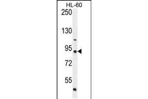Western blot analysis in HL-60 cell line lysates (35ug/lane). (KIAA1586 抗体  (N-Term))
