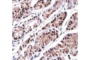RUNX3 antibody immunohistochemistry analysis in formalin fixed and paraffin embedded human stomach tissue. (RUNX3 抗体  (AA 168-197))