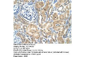 Human kidney (C19orf28 抗体  (Middle Region))