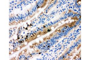 Anti-Egr1 antibody, IHC(F) IHC(F): Rat Intestine Tissue (EGR1 抗体  (N-Term))