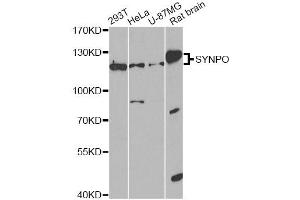Western blot analysis of extracts of various cell lines, using SYNPO antibody. (SYNPO 抗体)