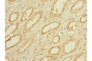 Immunohistochemistry of paraffin-embedded human kidney tissue using ABIN7159336 at dilution of 1:100 (PAQR5 抗体  (AA 1-51))