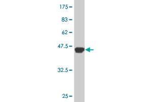 Western Blot detection against Immunogen (37. (RNPEP 抗体  (AA 551-650))