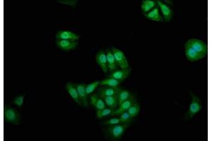 Immunofluorescence staining of HepG2 cells with ABIN7165845 at 1:200, counter-stained with DAPI. (NKD1 抗体  (AA 269-384))
