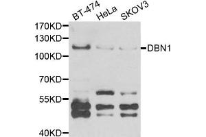 Western blot analysis of extracts of various cell lines, using DBN1 antibody (DBN1 抗体)