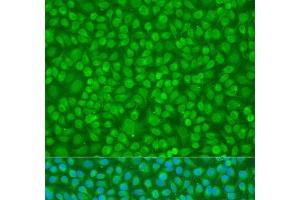 Immunofluorescence analysis of U2OS cells using PTPN11 Polyclonal Antibody at dilution of 1:100. (PTPN11 抗体)