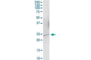 YAF2 MaxPab polyclonal antibody. (YAF2 抗体  (AA 1-180))