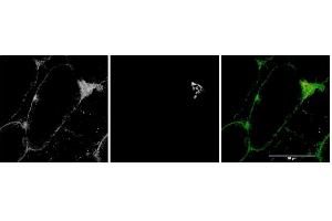 ABIN571223 (1µg/ml) staining of Mouse Skeletal Muscle (first panel, and in green in third panel). (MYO5A 抗体  (Internal Region))