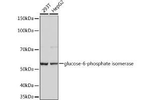 Western blot analysis of extracts of various cell lines, using Glucose 6 phosphate isomerase Rabbit mAb  at 1:1000 dilution. (GPI 抗体)