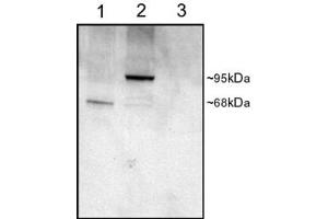 ABIN185530 staining (1µg/ml) of COS cell lysates (25µg protein): transfected with Human PDE4D1 (1), transfected with Human PDE4D3 (2), untransfected (3). (PDE4D 抗体  (C-Term))