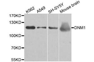 Western blot analysis of extracts of various cell lines, using DNM1 antibody. (Dynamin 1 抗体)