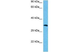 Host:  Mouse  Target Name:  MAFA  Sample Tissue:  Mouse Testis  Antibody Dilution:  1ug/ml (MAFA 抗体  (N-Term))