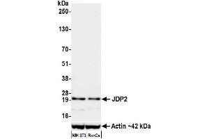 Western Blotting (WB) image for anti-Jun Dimerization Protein 2 (JDP2) (AA 50-100) antibody (ABIN7795636) (Recombinant JDP2 抗体  (AA 50-100))