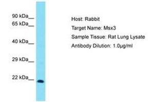 Image no. 1 for anti-Homeobox, Msh-Like 3 (MSX3) (C-Term) antibody (ABIN6750260) (Homeobox, Msh-Like 3 (MSX3) (C-Term) 抗体)