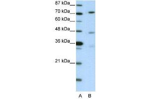 WB Suggested Anti-ATG4B AntibodyTitration: 2. (ATG4B 抗体  (C-Term))