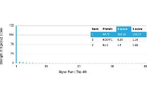 Protein Array (PAr) image for anti-Microtubule-Associated Protein 2 (MAP2) antibody (ABIN7456240) (MAP2 抗体)