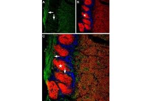 Expression of Anoctamin-2 in mouse olfactory bulb - Immunohistochemical staining of mouse olfactory bulb using Anti-TMEM16B (ANO2) (extracellular) Antibody (ABIN7042928, ABIN7044133 and ABIN7044134), (1:200). (Anoctamin 2 抗体  (3rd Extracellular Loop))