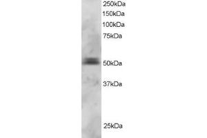 ABIN184804 staining (3µg/ml) of U937 lysate (RIPA buffer, 30µg total protein per lane). (PAX5 抗体  (N-Term))