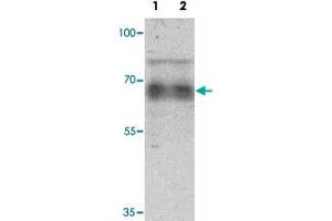 Western blot analysis of human heart tissue lysate with GZF1 polyclonal antibody  at 1 ug/mL. (ZNF336 抗体  (C-Term))