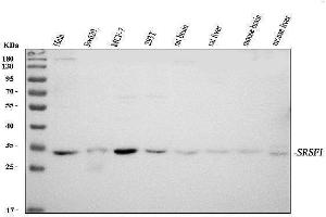 Western blot analysis of SF2/SRSF1 using anti-SF2/SRSF1 antibody (ABIN3043296).