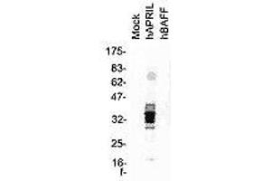 Image no. 2 for anti-Tumor Necrosis Factor (Ligand) Superfamily, Member 13 (TNFSF13) antibody (ABIN187284) (TNFSF13 抗体)