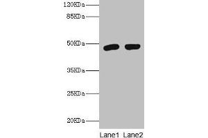 Western blot All lanes: Fcmr antibody at 2 μg/mL Lane 1: Rat spleen tissue Lane 2: Rat kidney tissue Secondary Goat polyclonal to rabbit IgG at 1/10000 dilution Predicted band size: 48 kDa Observed band size: 48 kDa (FAIM3 抗体  (AA 18-262))