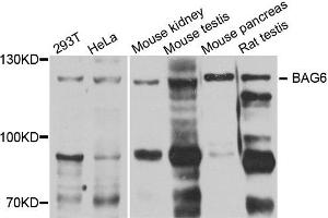 Western blot analysis of extract of various cells, using BAG6 antibody. (BAT3 抗体)