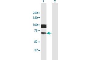 Western Blot analysis of HIRIP3 expression in transfected 293T cell line by HIRIP3 MaxPab polyclonal antibody. (HIRIP3 抗体  (AA 1-556))