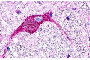 Image no. 1 for anti-G Protein-Coupled Receptor 174 (GPR174) (Extracellular Domain) antibody (ABIN1048761) (GPR174 抗体  (Extracellular Domain))