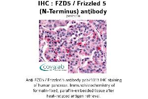 Image no. 1 for anti-Frizzled Family Receptor 5 (FZD5) (Extracellular Domain), (N-Term) antibody (ABIN1734505) (FZD5 抗体  (Extracellular Domain, N-Term))