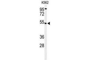 Western blot analysis of CBAA1 Antibody (N-term) in K562 cell line lysates (35µg/lane). (MICU1 抗体  (N-Term))