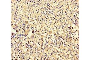 Immunohistochemistry of paraffin-embedded human spleen tissue using ABIN7142808 at dilution of 1:100 (RPL35A 抗体  (AA 1-110))