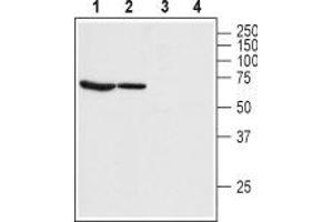 Western blot analysis of rat lung (lanes 1 and 3) and rat eye (lanes 2 and 4) lysate: - 1,2. (Bestrophin 1 抗体  (3rd Extracellular Loop))