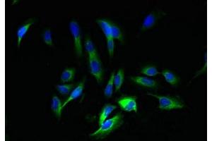 Immunofluorescent analysis of Hela cells using ABIN7165037 at dilution of 1:100 and Alexa Fluor 488-congugated AffiniPure Goat Anti-Rabbit IgG(H+L) (AMBP 抗体  (AA 20-203))