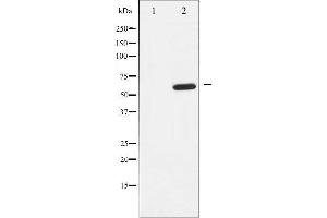 Western blot analysis of EFNB1/2 expression in EGF treated 293 whole cell lysates,The lane on the left is treated with the antigen-specific peptide. (EFNB1/2 抗体)