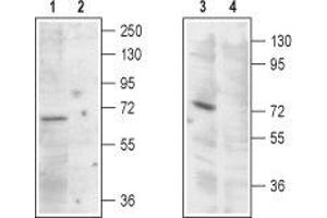 Western blot analysis of rat kidney (lanes 1 and 2) and HEK-293 cells (lanes 3 and 4) lysates: - 1,3. (MCOLN1 抗体  (Cytoplasmic Domain, Intracellular))