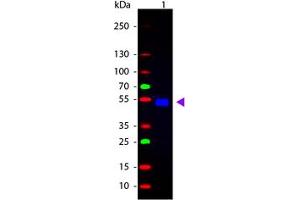 Image no. 1 for Goat anti-Rat IgG (Whole Molecule) antibody (FITC) (ABIN300920) (山羊 anti-大鼠 IgG (Whole Molecule) Antibody (FITC))