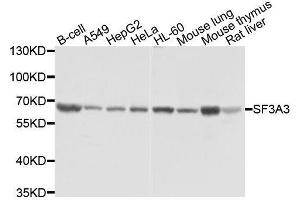 Western blot analysis of extracts of various cell lines, using SF3A3 antibody. (SF3A3 抗体  (AA 292-501))
