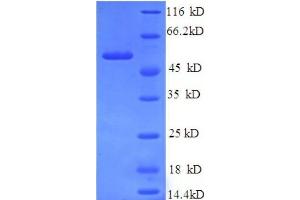SDS-PAGE (SDS) image for Glutamic-Oxaloacetic Transaminase 2, Mitochondrial (Aspartate Aminotransferase 2) (GOT2) (AA 33-279), (partial) protein (GST tag) (ABIN1046580)